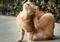 Ginger cat scratching ear