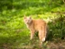 ginger cat walking on grass outdoors
