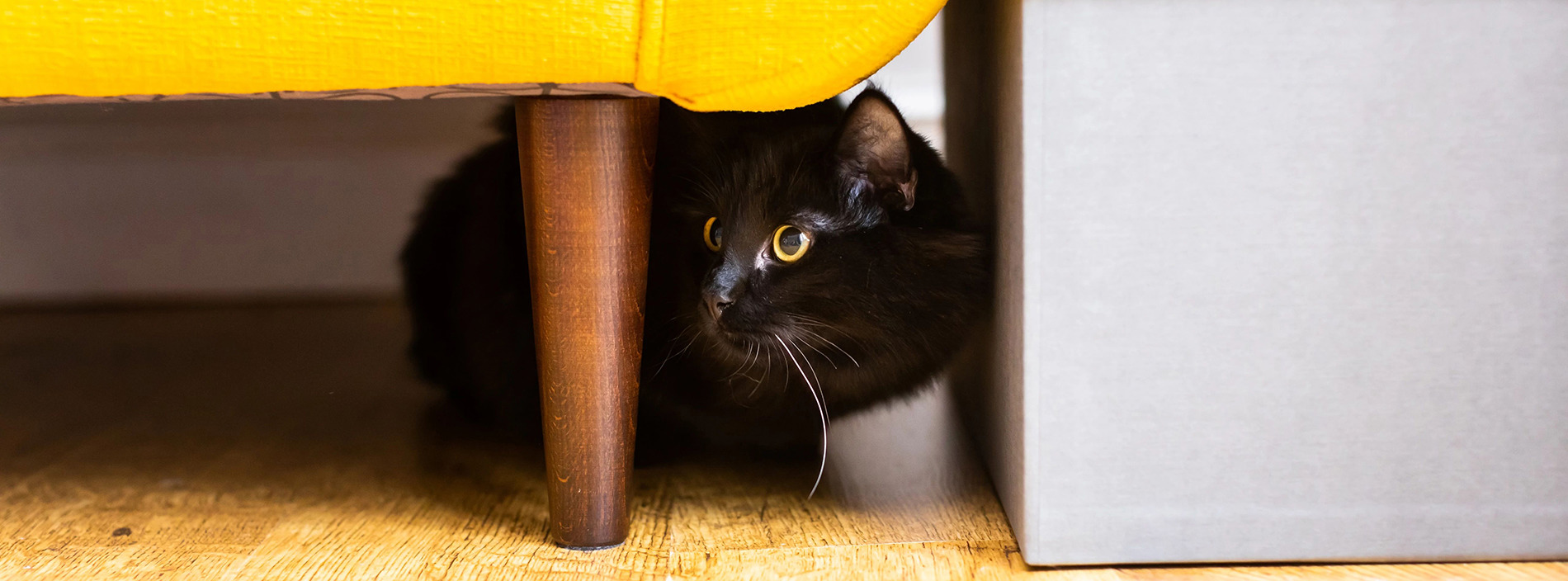 Cats hiding