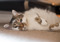 brown tabby-and-white cat lying on the floor