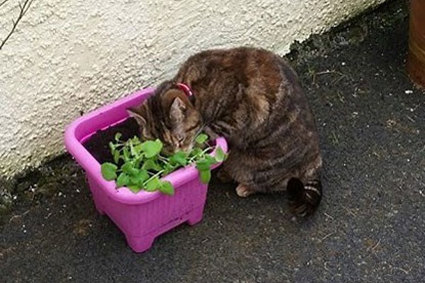 ‘Why is my older cat hissing at our kittens?’ and other behavioural FAQs