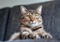 Brown tabby cat lying down with arms stretched in front of them