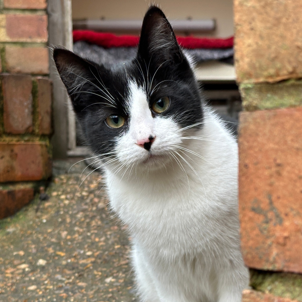 Garden homes sought for cats facing eviction in South London