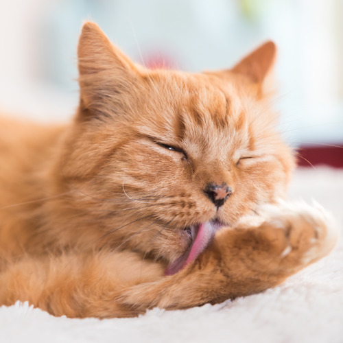 long-haired ginger cat licking their leg with their tongue