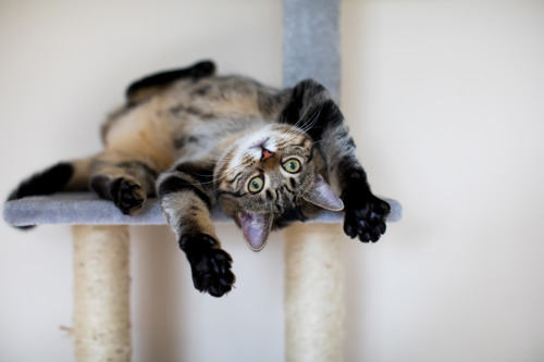 A brown tabby cat lying on their back on a cat tower platform