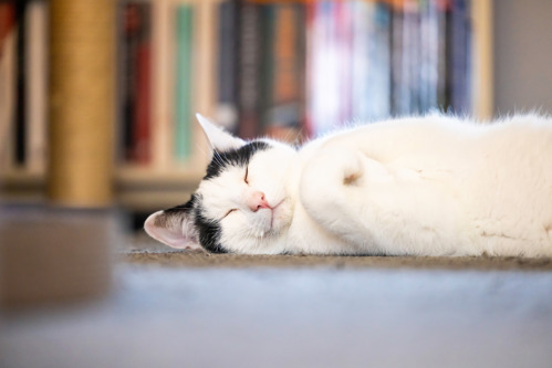 a white-and-black cat lying on their back with their paws tucked in front of them