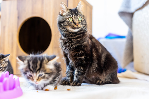 long-haired brown tabby cat with two young brown tabby kittens