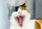calico cat with their mouth open showing their teeth