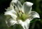 A white lily flower