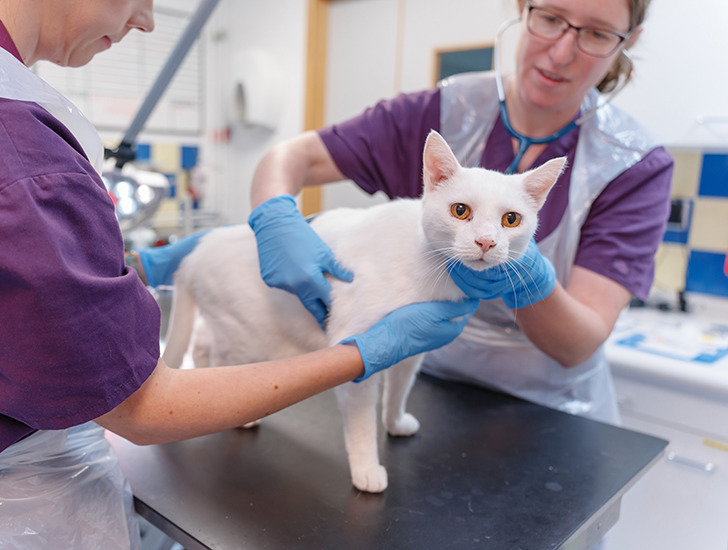 Neutering your cat