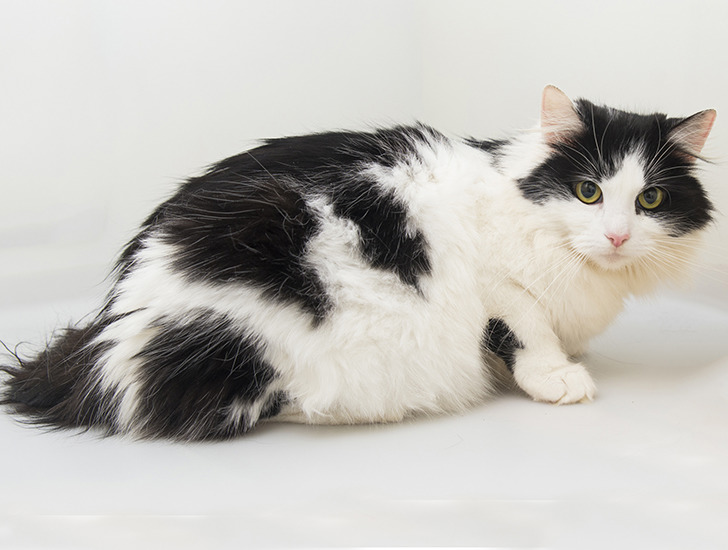 Caring for your pregnant cat