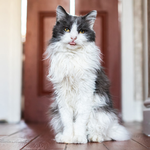 grey-and-white long-haired cat sticking their tongue out