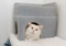 white cat sitting inside grey plastic cat hide