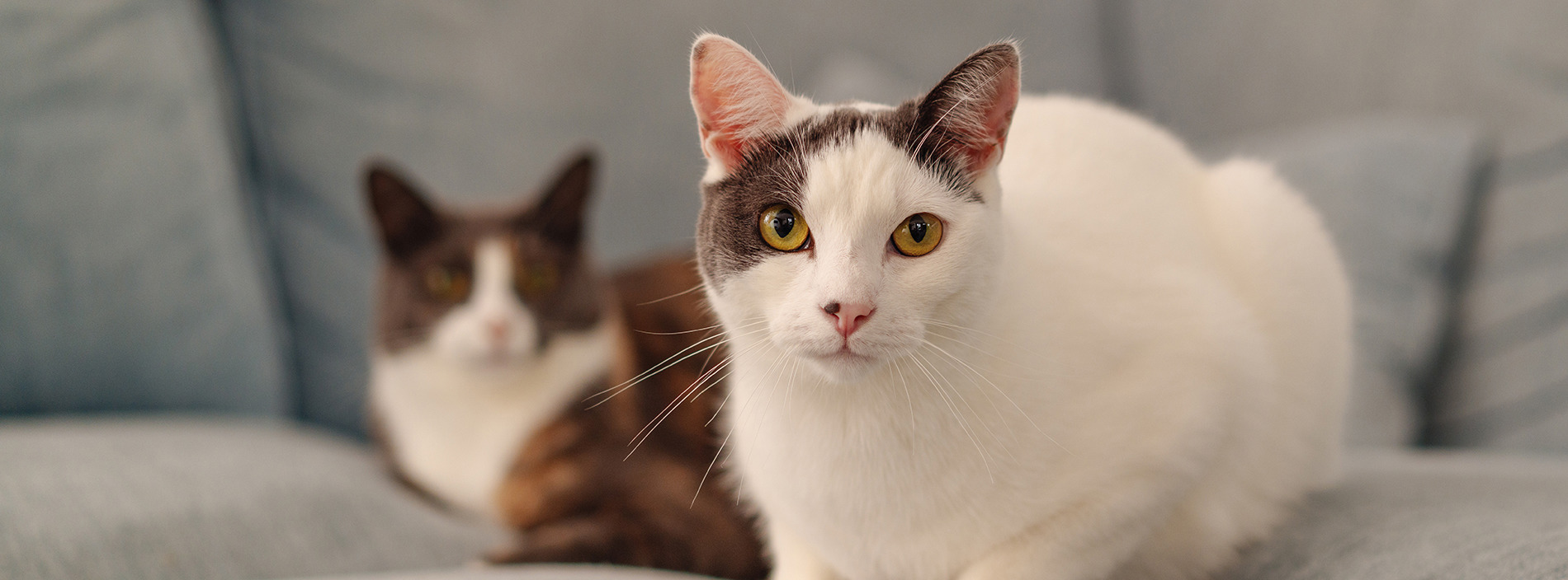 Introducing cats to other cats