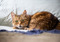 Brown tabby cat lying down