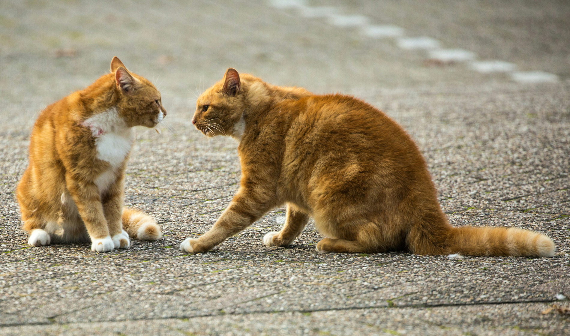 Cats and fighting