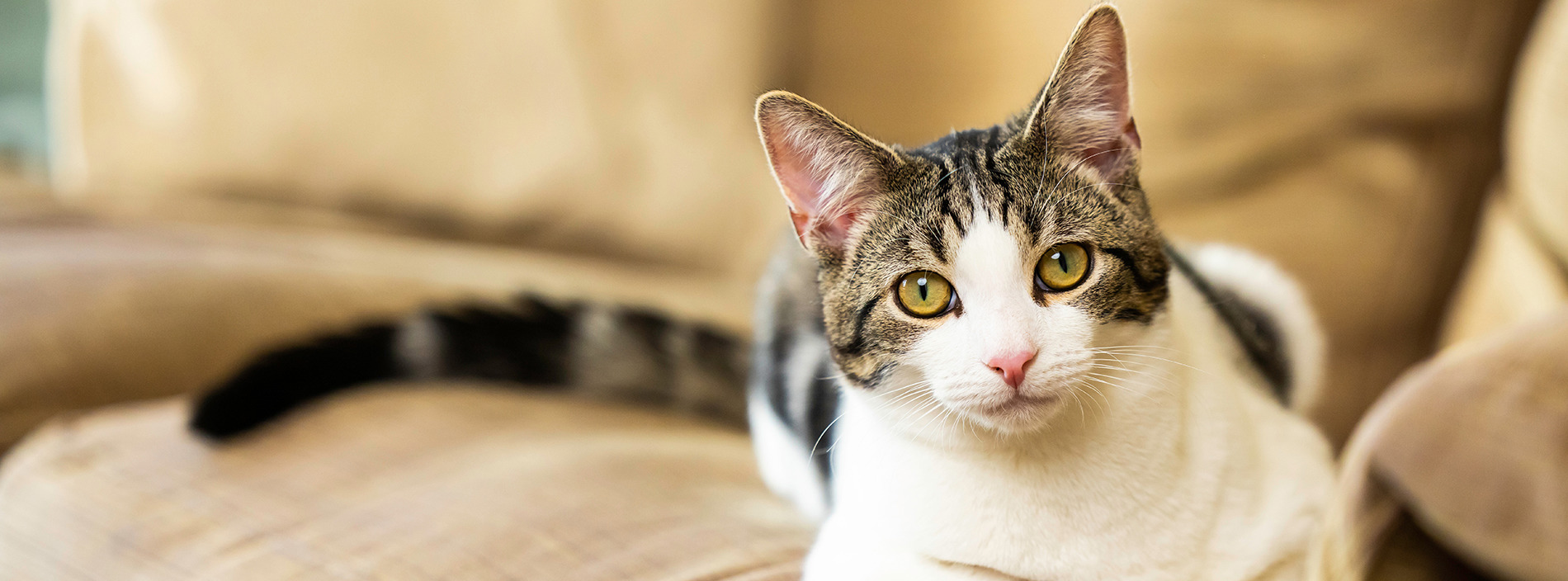 Cat body language