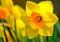 yellow daffodil