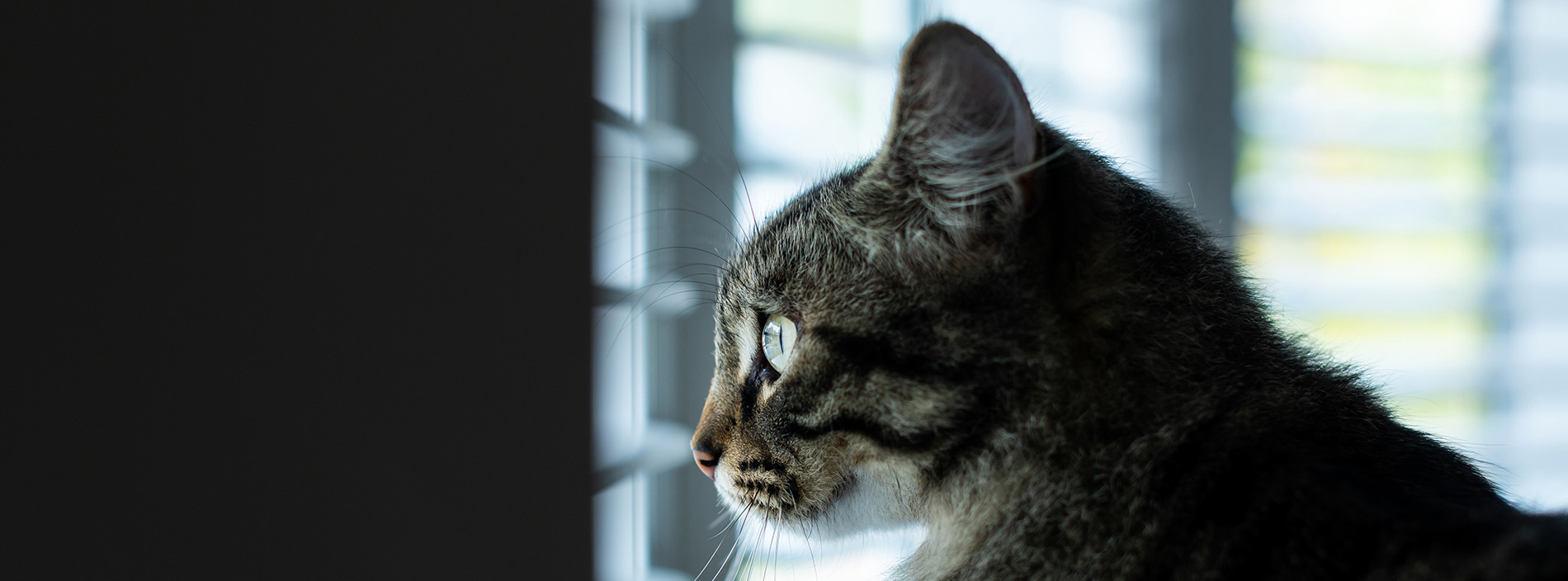 Coping with the loss of a cat