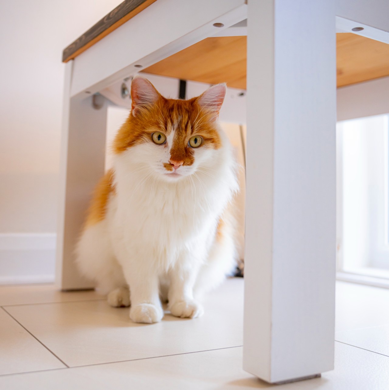 Cats Protection welcomes call for microchipping in Scotland