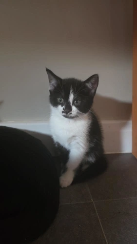 Kitten