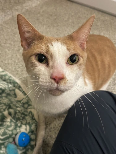 Tommy 5 year old Male