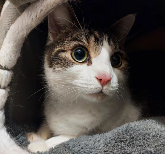 Reggie 7 year old Male