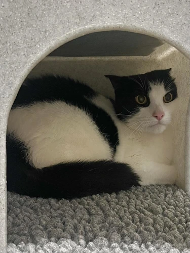 Freddie 5 year old Male