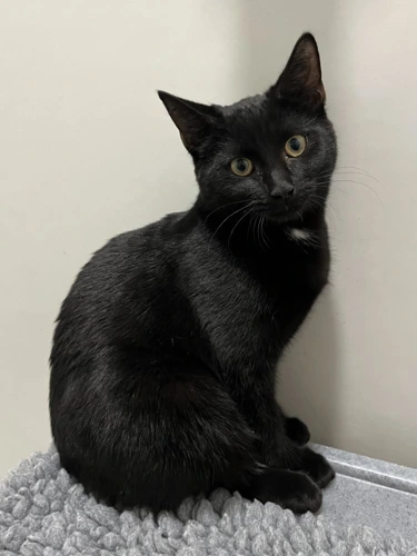 LaaLaa 4m old female