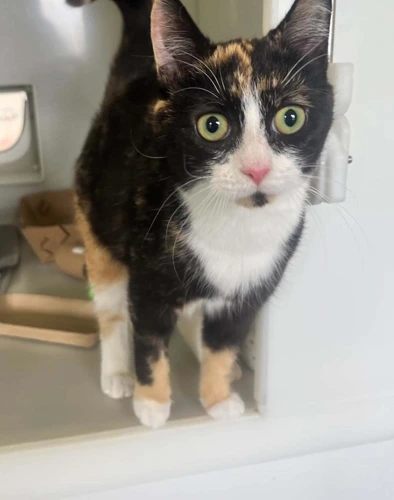 Jennifer