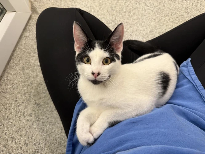 Declan Rice 16 Week Old Male