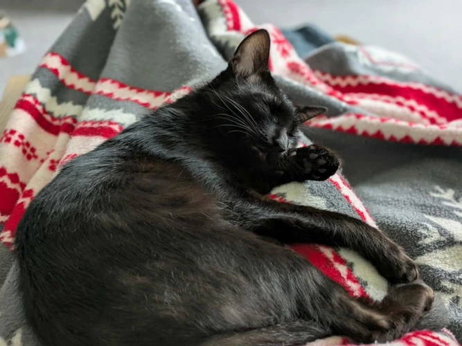 Suki