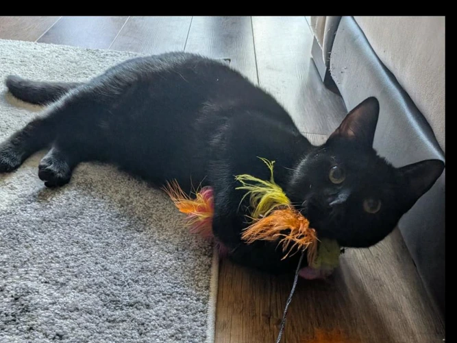 Elsie