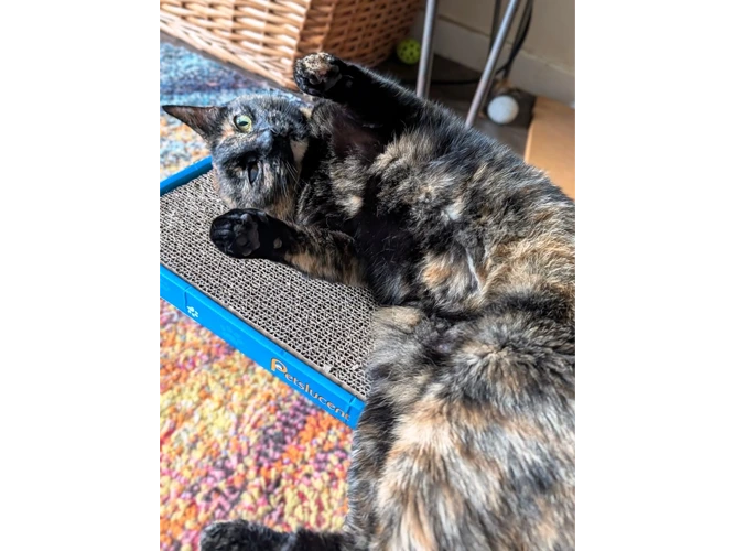 Mollie