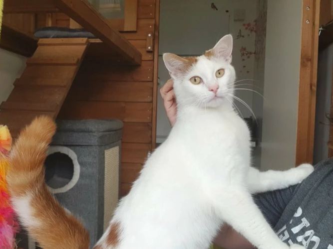 Milo