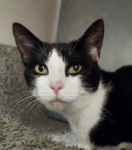 Kage 3y old male