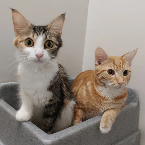 Foxie 10month male and Vixen