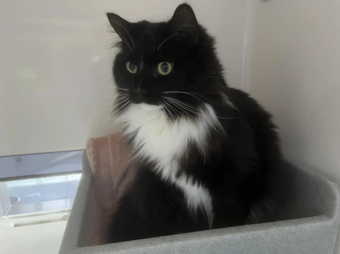Pablo