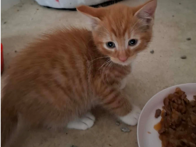 Beautiful litters of kittens