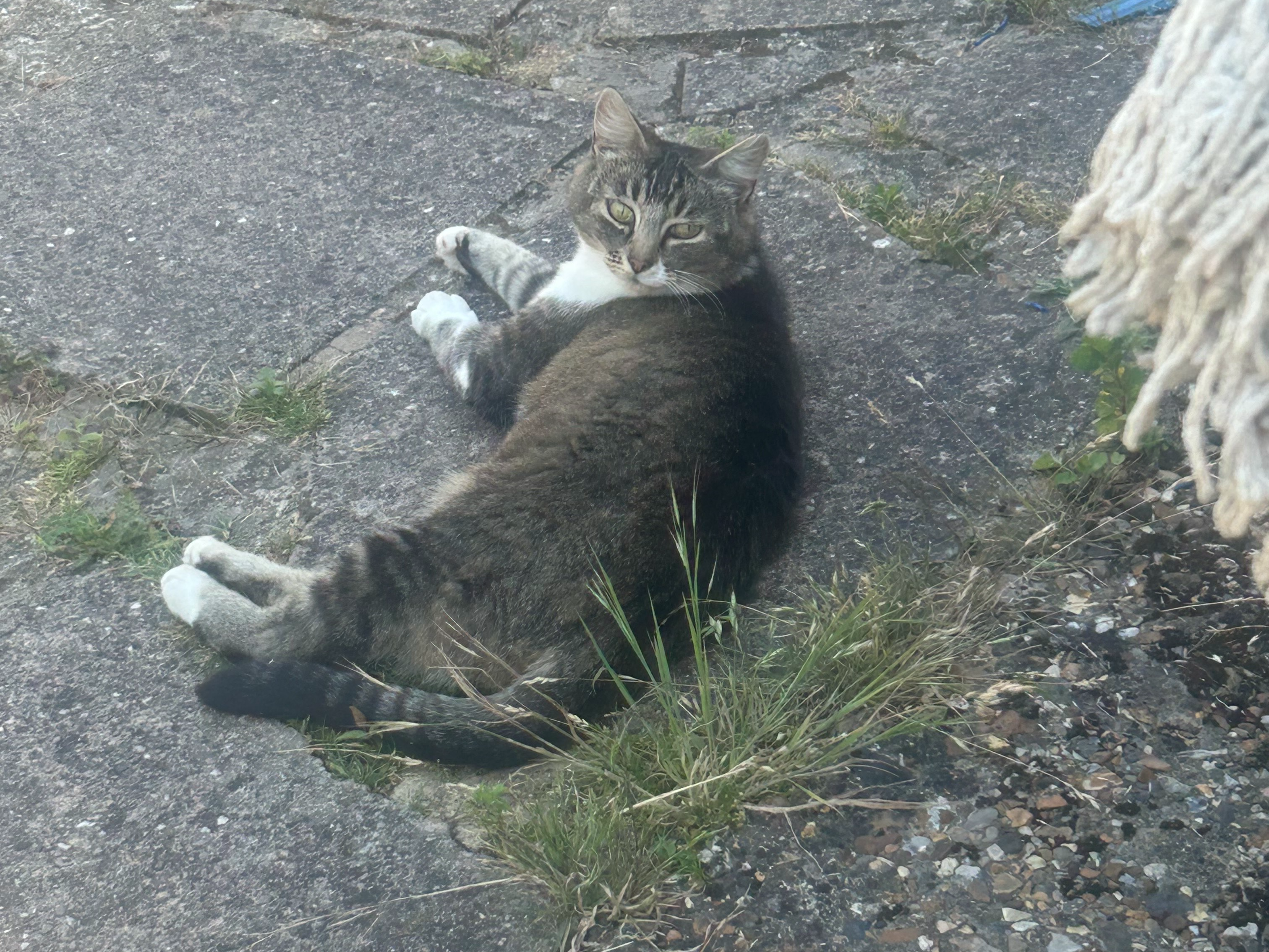 Tabby/white, Sawston
