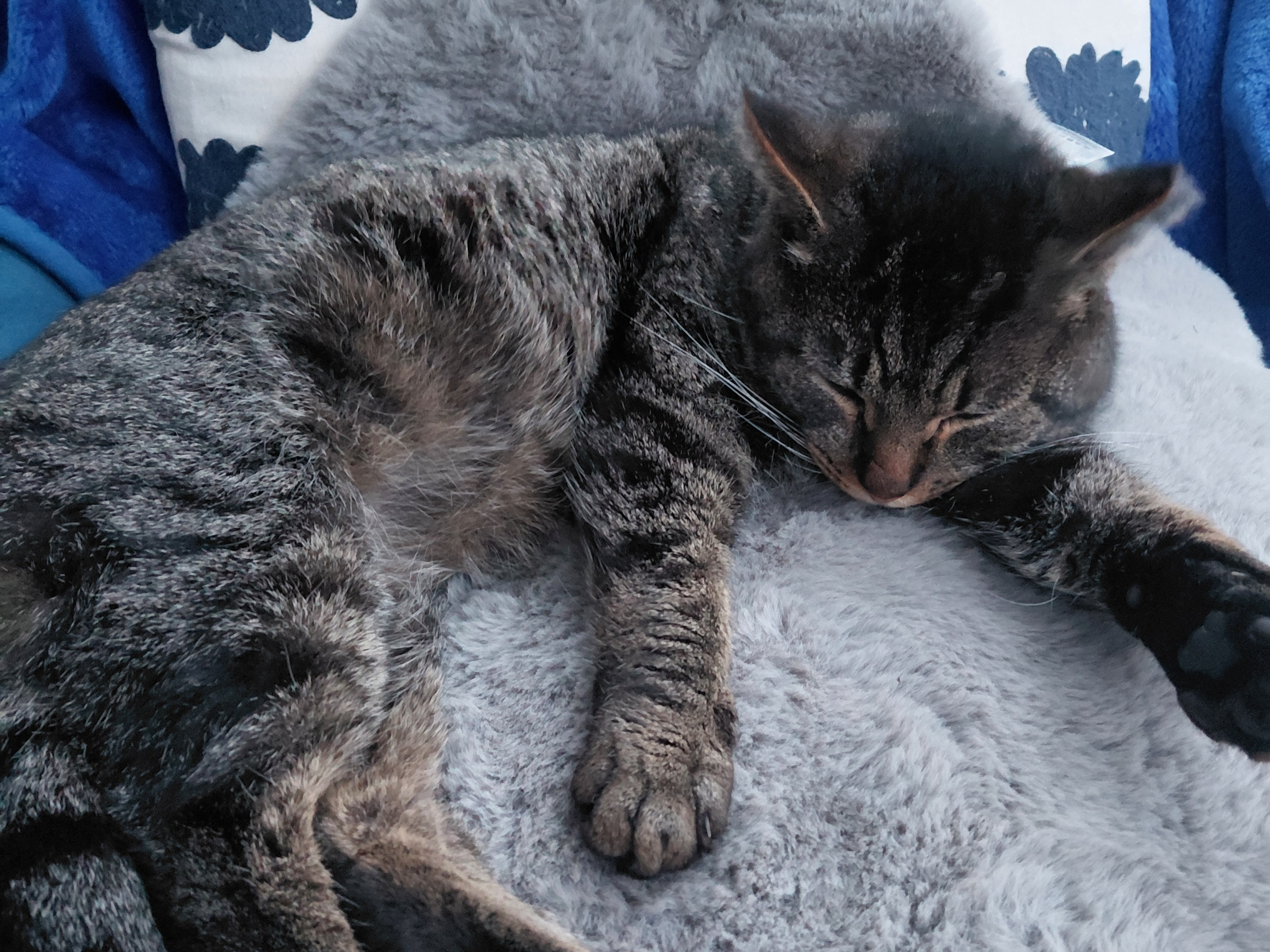 Found in Sandringham Drive - DM