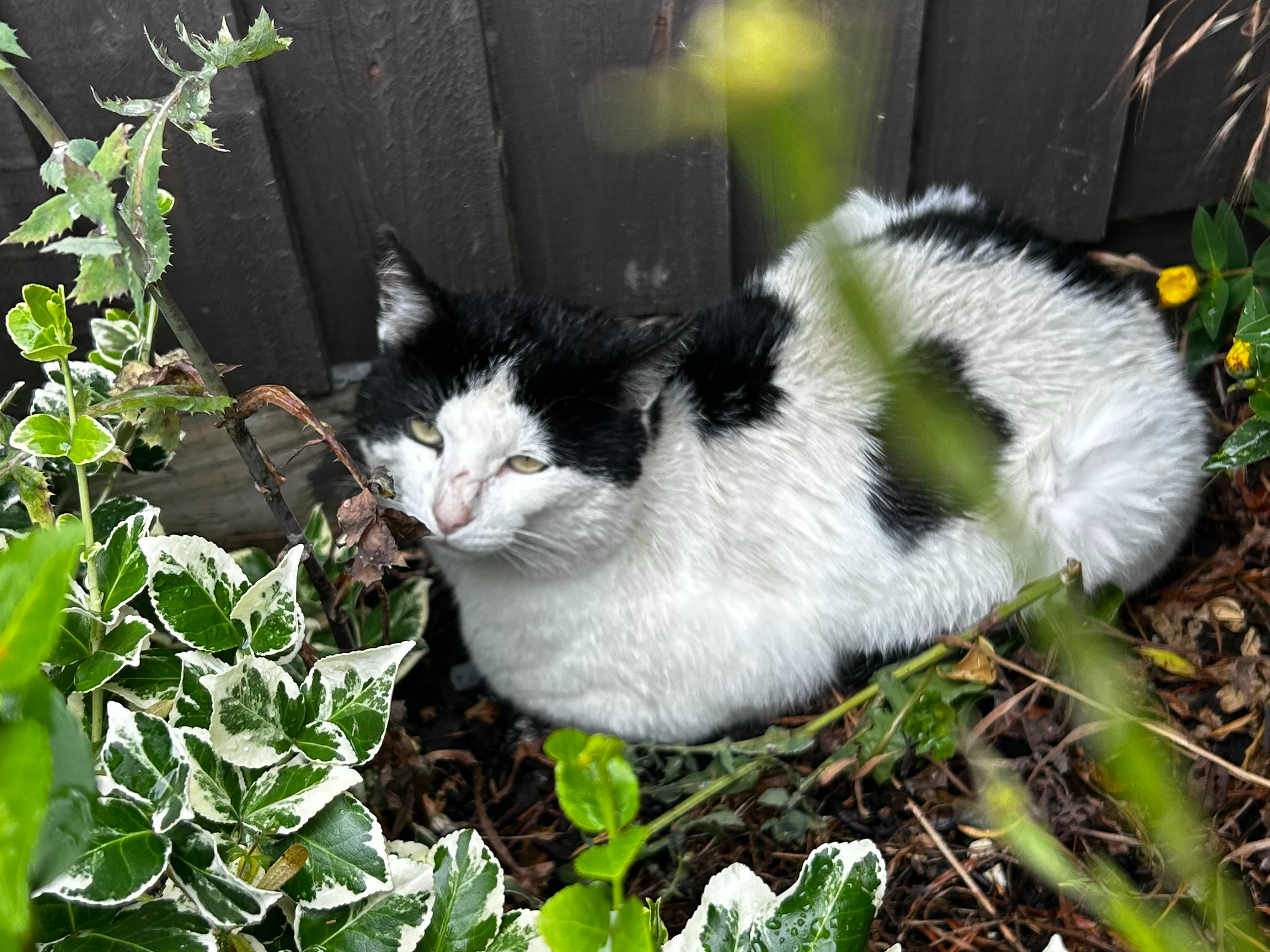 White and black cat, Waterbeach