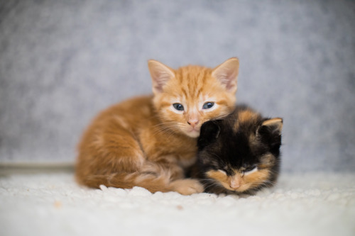 A newborn ginger kitten and newborn tortoiseshell kitten cuddled up together