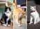 Connected Cats Thumbnail V2
