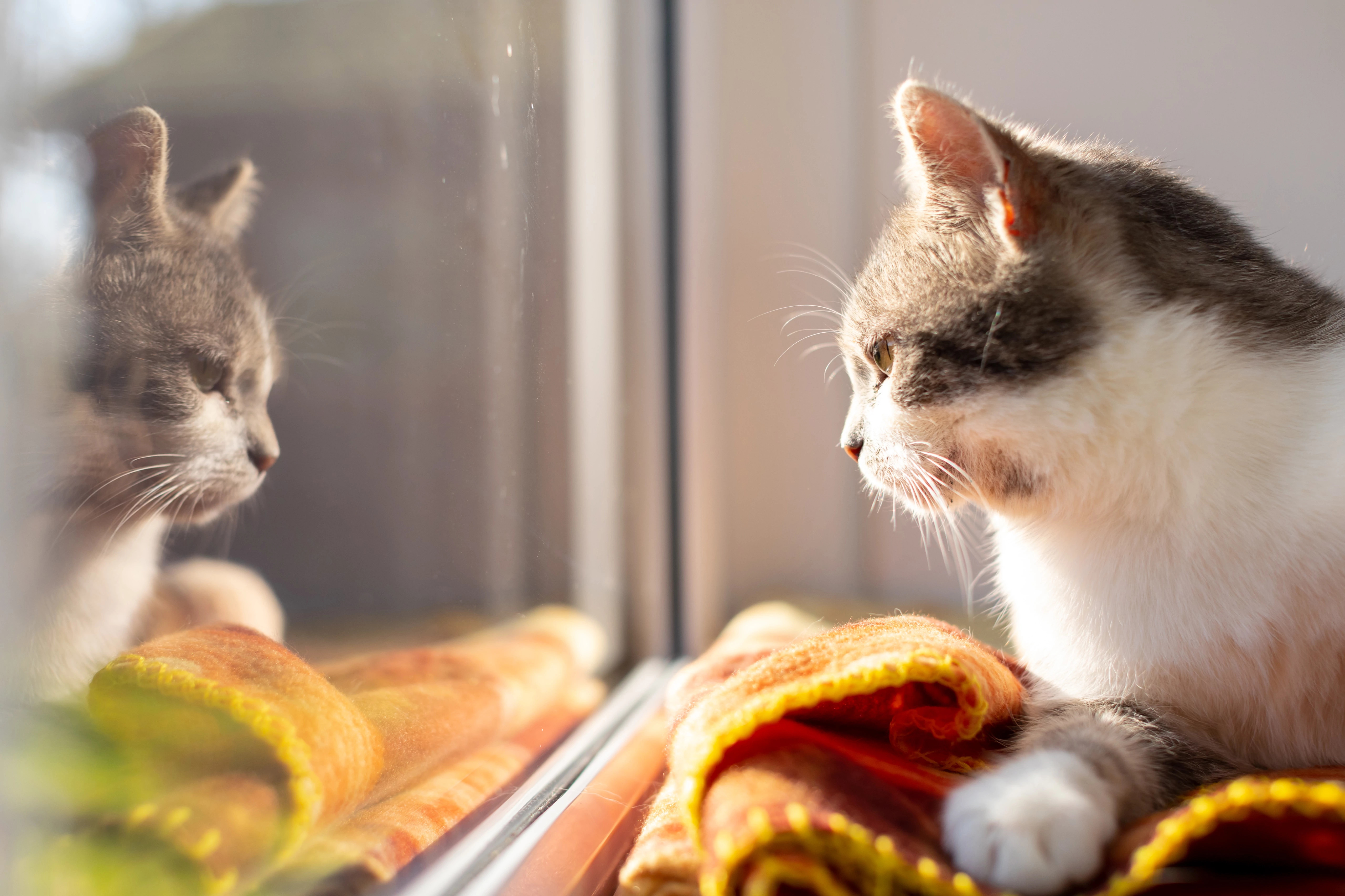 Reaction to Animal Welfare Strategy