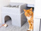 Ginger cat peeking from behind furniture beside a grey cat hide with a toy on a carpeted floor.