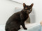 Black cat with one eye sitting on a soft cat tree indoors, looking towards the camera.