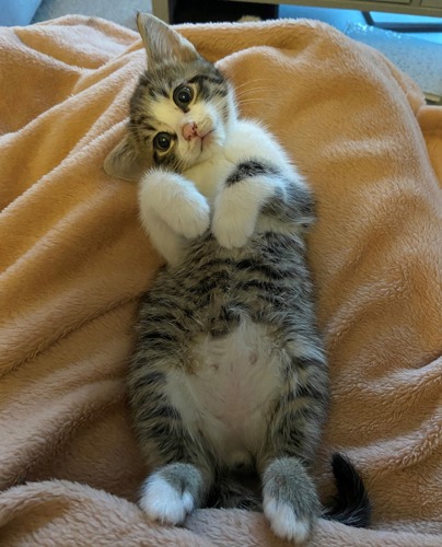 tabby-and-white kitten lying on its back on brown fleece blanket