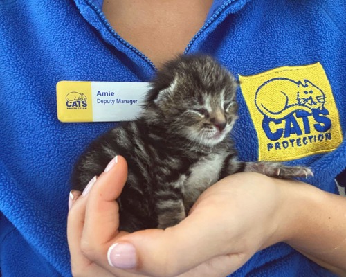 tiny newbown brown tabby kitten sitting in hand of someone wearing blue Cats Protection fleece