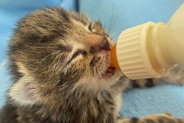 Tiny Tim the one-week-old kitten found alone in garden